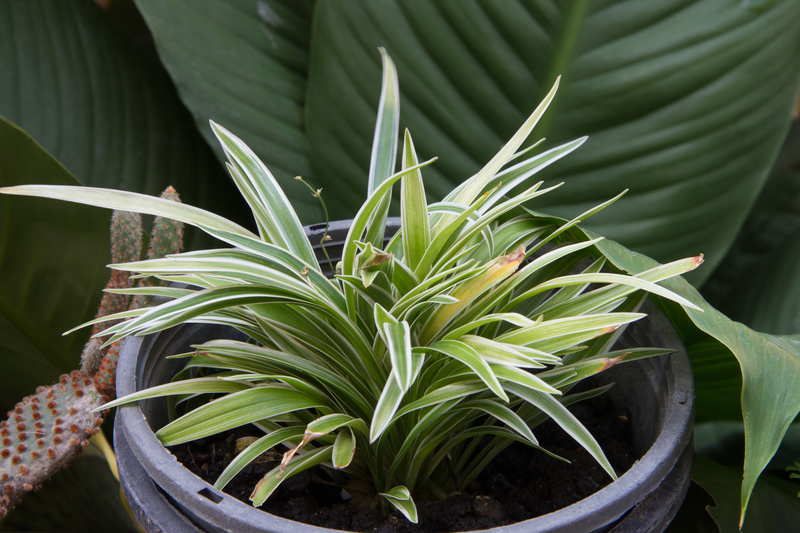 lawn care lawn maintenance