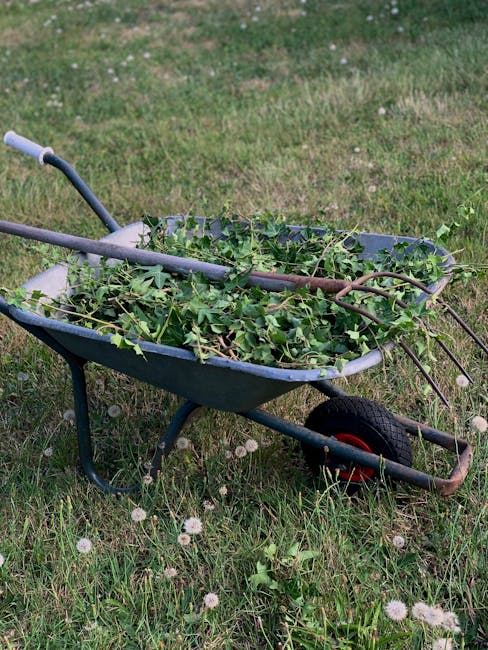 A blue wheelbarrow situated on a grassy lawn, filled with freshly cut green branches and leaves, likely from recent garden pruning or tree work. The wheelbarrow is positioned on a patch of grass that 