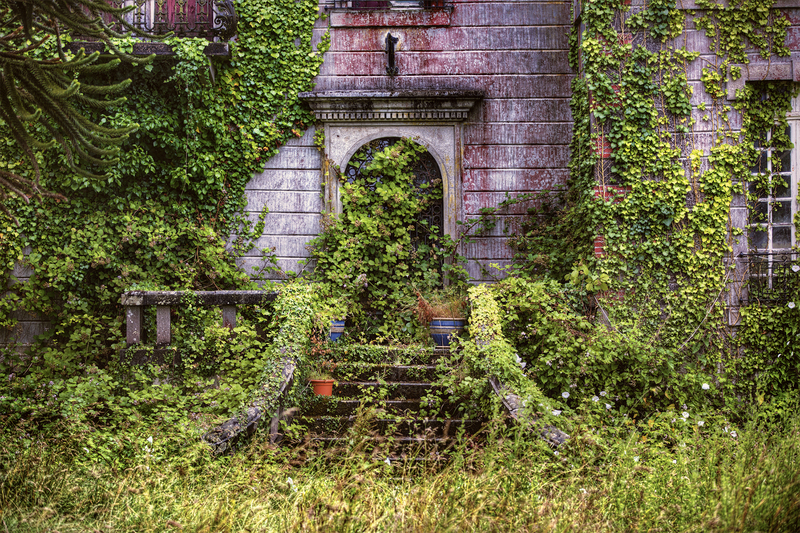 The Art of Outdoor Privacy: Best Tall-Potted Plants for a Serene Escape