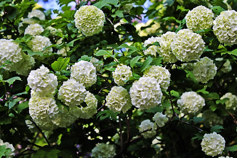 The Art of Outdoor Privacy: Best Tall-Potted Plants for a Serene Escape